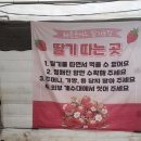 하다지재농장 | 용인 딸기 체험 농장 (동물 먹이주기 체험)