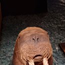 동방주유소 | 스발바르 &amp; 트롬쇠 여행기. 네번째 이야기.