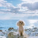 모두의 댕댕이 이미지