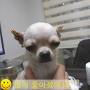 24시예스동물병원 이미지