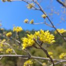 사월초등학교 이미지