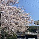 제주 공항 근처 벚꽃 인생샷 명소 애월고등학교 [벚꽃정보.개화시기.주차정보]