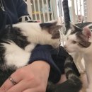 츄냥이 하우스 이미지