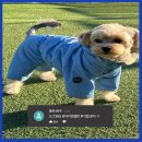 도그365 이미지
