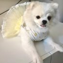 그린독 | 룰루독 앰버서더 복이💛와요🤍의 첫 룩북 -샤이니 TUTU 원피스 착용 후기