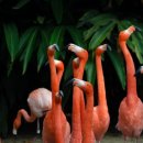 플라밍고 이미지