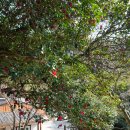 동백카부분정비 | 경남 거제 지심도 유람선 지심도 동백꽃 배편 개화시기 거제도 동백꽃 팡팡후기