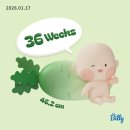 에버그린약국 | 36주, 마지막 태동검사...일주일 뒤엔 출산이다!(임산부 속쓰림, 역류성 식도염, 임신후기 증상, 알마겔)