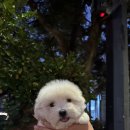 청담펫츠 이미지