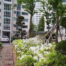 부산 해운대구 좌동 / 대우 1차 아파트 / 1 이미지