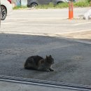 용인 케이모터스 | 용인 케이모터스에서 엔진오일 교체한 후기_모튤(인피니티 Q30S)