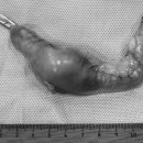 Dr. 오즈 동물병원 이미지