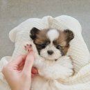 창원강아지분양 헬스독 애견입양 말티푸들포메라니안미니비숑 이미지