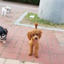 재미나개 이미지