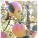 태석농장 | [청송사과즙 판매 합니다]/청송애플식품/ 청송반딧불사과즙/청송명품사과즙 판매 합니다.