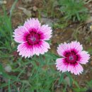 동부꽃농원 이미지