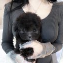 말티와푸들이사는집 | 서울강아지분양 푸들 입양 후기