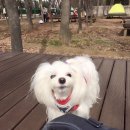 교촌치킨우면점