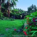 하논의 아침 이미지