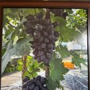 직지농장 이미지