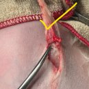 다나은 동물병원 이미지