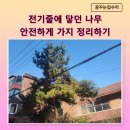 무성한 나무 전기줄 위험 벌목 가지치기 작업