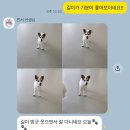 펫탑클래스애견호텔&미용 | 명지 애견 유치원 호텔 믿고 맡기는 댕즈니랜드 본점 후기