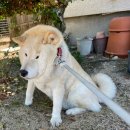 댕댕이 미용실 이미지