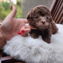 베리독 강아지고양이 평택본점 이미지