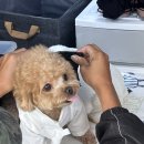 아기강아지 | 제주 나나스냅 아기 아닌 강아지 촬영 후기