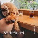 금별맥주 오목교점 | 목동 오목교역 애견동반 카페 | 강아지와 함께한 브륄레하우스 후기