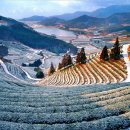 보성다원녹차 판매장 이미지