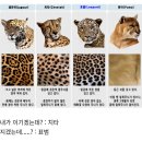 표범과 치타 구분하는 법 이미지