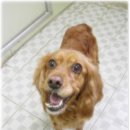 코코목욕 이미지