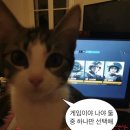 모여봐요 고양이 카페 이미지