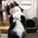 [백석]소통으로 만나는 낭독 | W1. 프로포즈의 정석 (세상에 내가 웨딩블로그를 한다니)