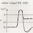 중주파치료기란?, 중주파란?, 간섭파란? 제1편 기초 이미지