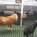 초평농장 이미지