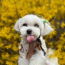 오픈독하우스 이미지