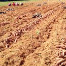 금천농원 이미지