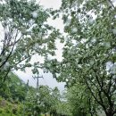 대광청과 이미지