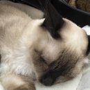 이츠펫 살롱 이미지