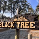 트리캠핑장 이미지