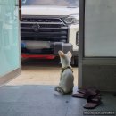 투투 동물병원 이미지