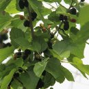 오디가개 이미지