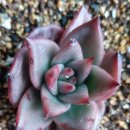 모란농장 이미지