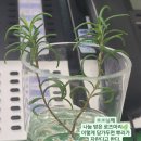 로즈마리상사 이미지