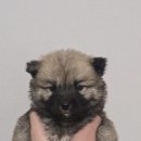 청주시 반려동물보호센터 이미지