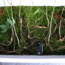 뿌리 Daum카페