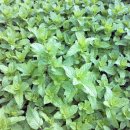 민트사이다 이미지